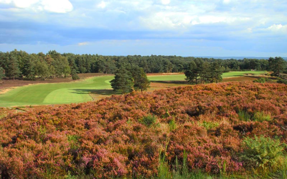 Par 5 dog leg right on the New Course at Sunningdale
