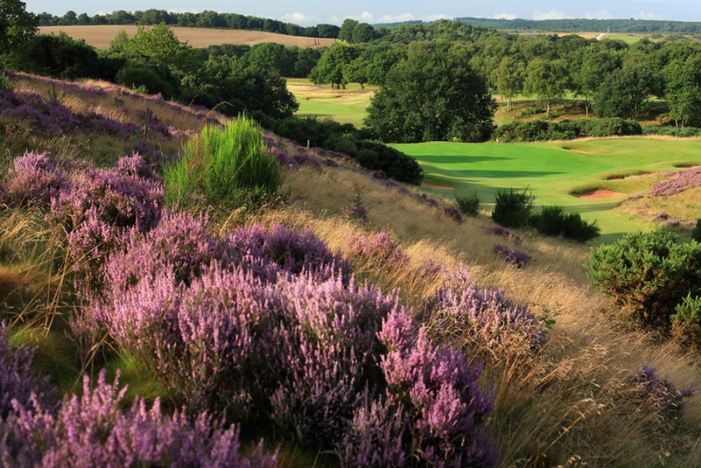 Heather on the Notts golf course