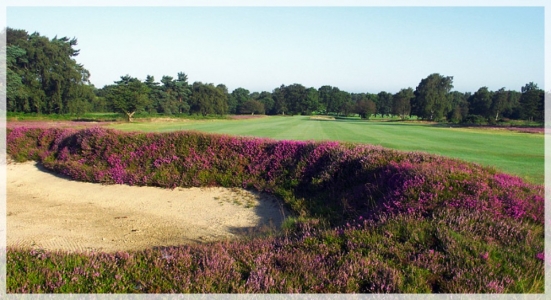 Large fairway bunker with heather on the New Course of the Walton Heath golf club