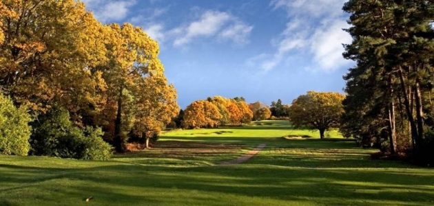 Long hole with tree at Worplesdon
