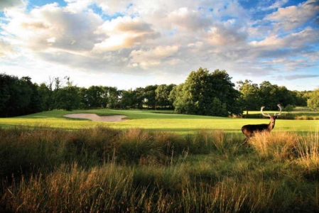 Deer crossing the fairway at Marriott Forest of Arden golf course