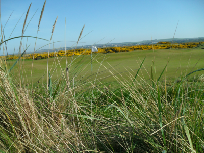 Rough at  Jubilee Golf Course